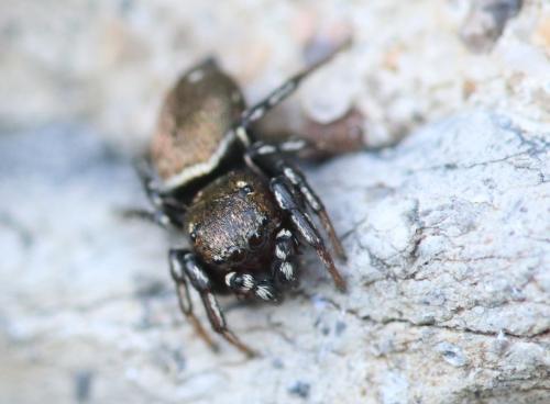 Heliophanus tribulosus