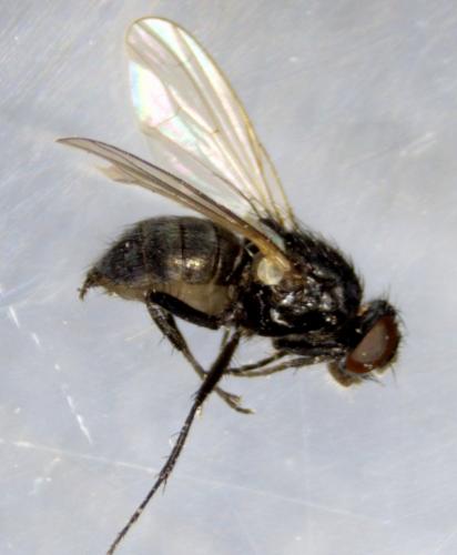 Réf. 321 699 : Hebecnema nigra