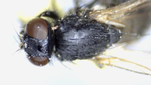Hebecnema nigra
