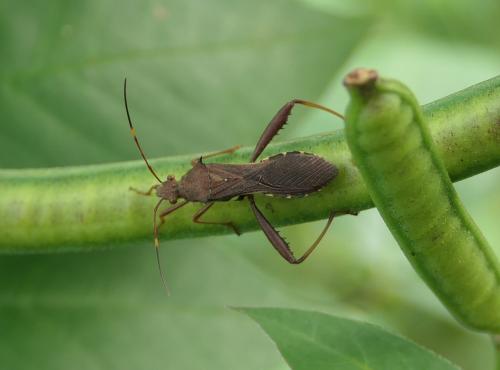 Riptortus sp.