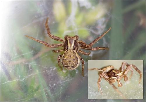 Xysticus sp.