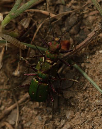 Réf. 321 059 : Cicindela maroccana pseudomaroccana