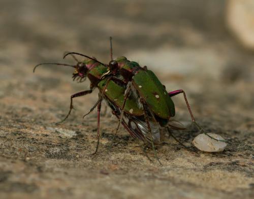 Réf. 321 058 : Cicindela maroccana pseudomaroccana