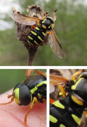 Philhelius citrofasciatum
