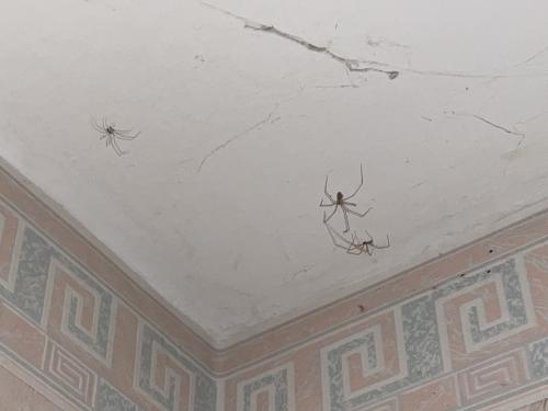 Pholcus phalangioides