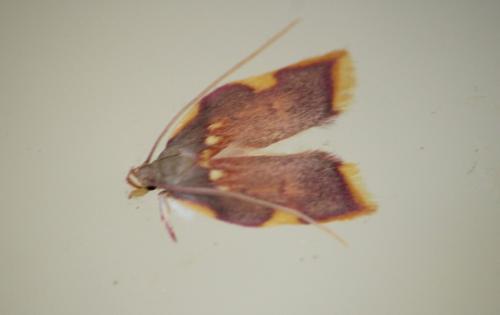 Réf. 321 032 : Carcina quercana