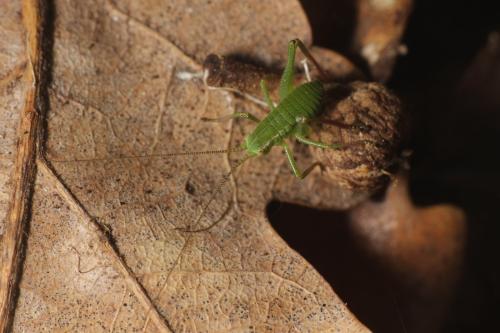 Barbitistes fischeri