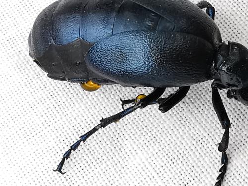 Atrichopogon sp.