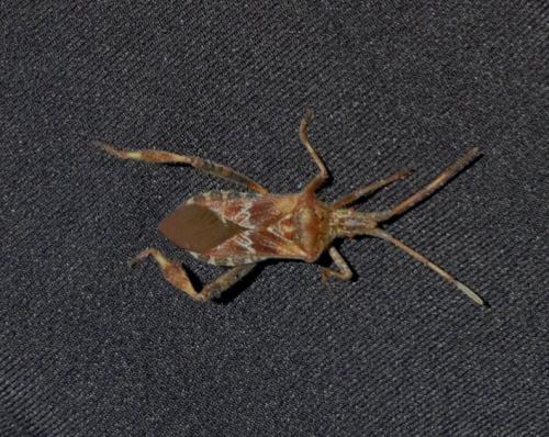 Leptoglossus occidentalis