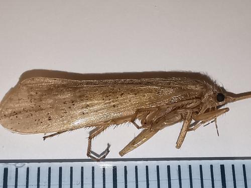 Grammotaulius nigropunctatus