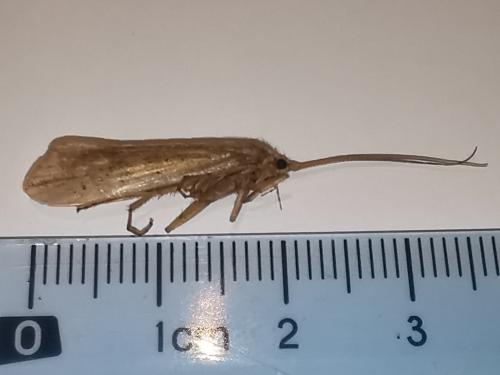 Grammotaulius nigropunctatus