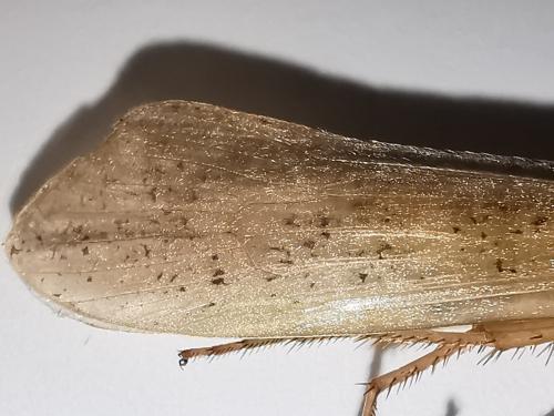 Grammotaulius nigropunctatus