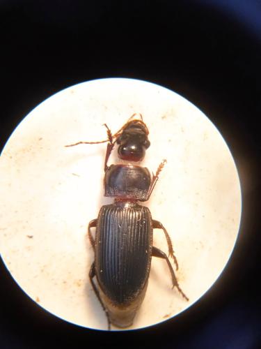 Pseudoophonus calceatus