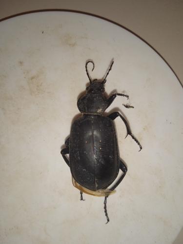 Calosoma maderae