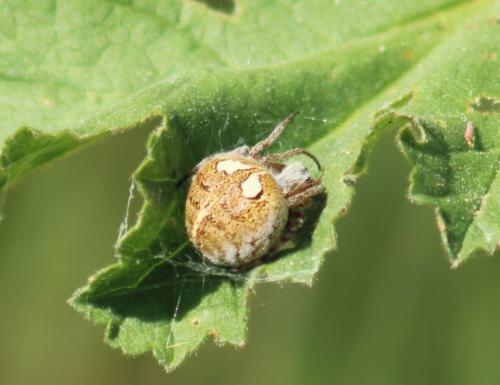Agalenatea redii