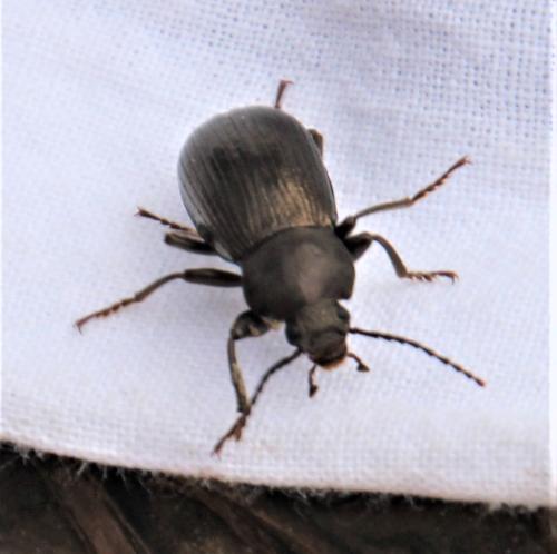 Réf. 321 222 : Stenomax aeneus