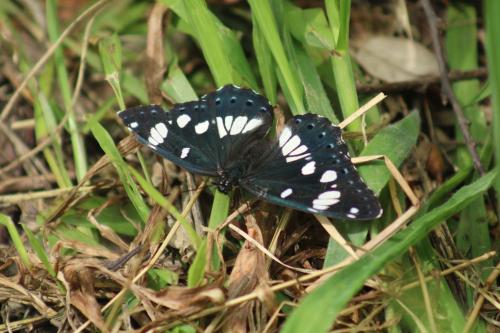 Limenitis reducta