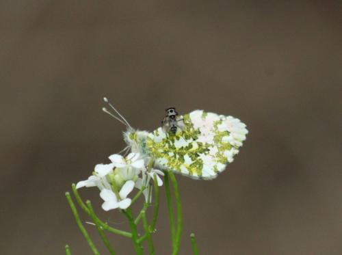 Réf. 321 269 : Anthocharis cardamines