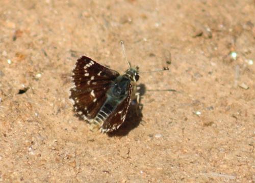 Réf. 321 839 : Spialia sertorius