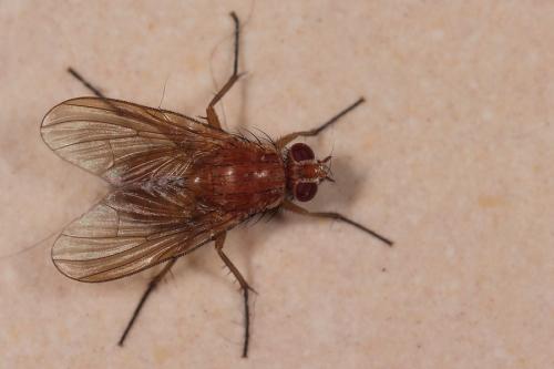 Réf. 321 017 : Phaonia pallida