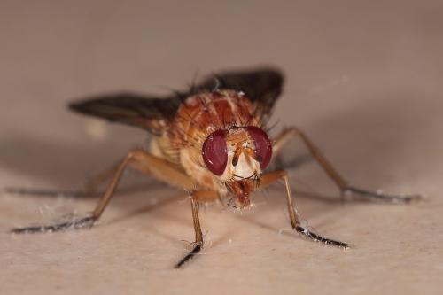 Réf. 321 018 : Phaonia pallida