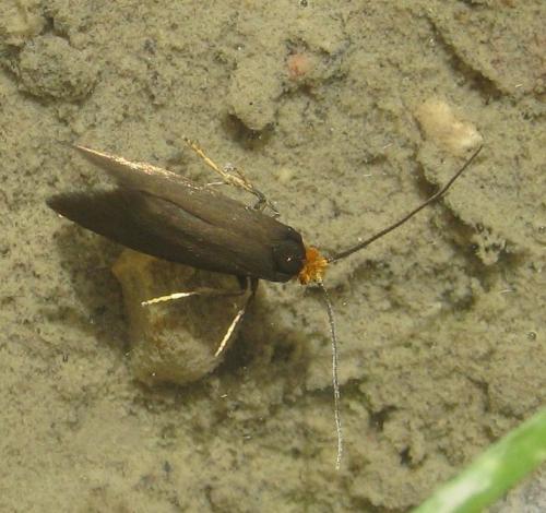 Incurvaria koerneriella