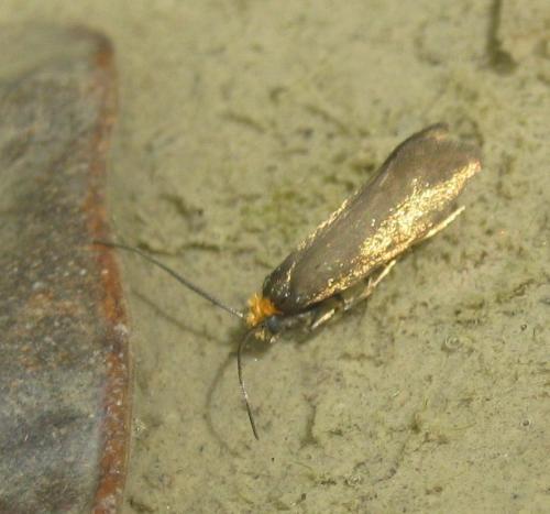 Incurvaria koerneriella