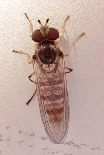 Réf. 321 891 : Episyrphus balteatus