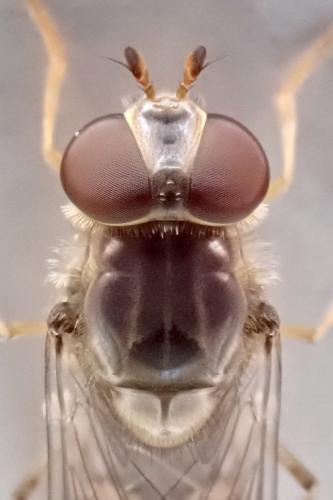 Episyrphus balteatus