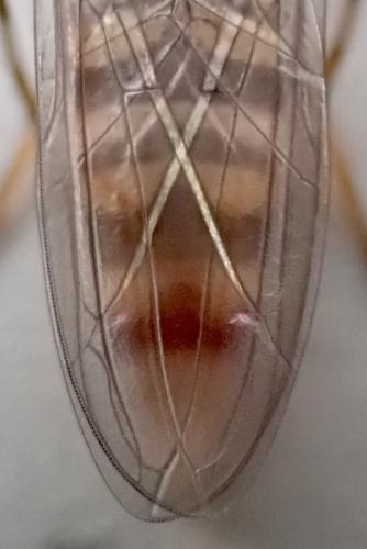 Episyrphus balteatus