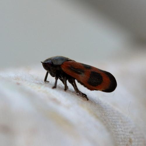 Réf. 321 305 : Haematoloma dorsata