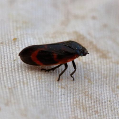 Haematoloma dorsata