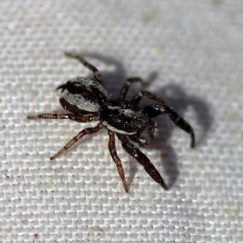 Pseudicius encarpatus