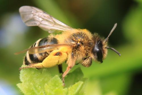 Andrena sp.