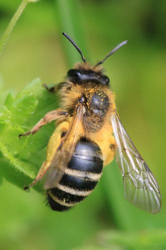Andrena sp.