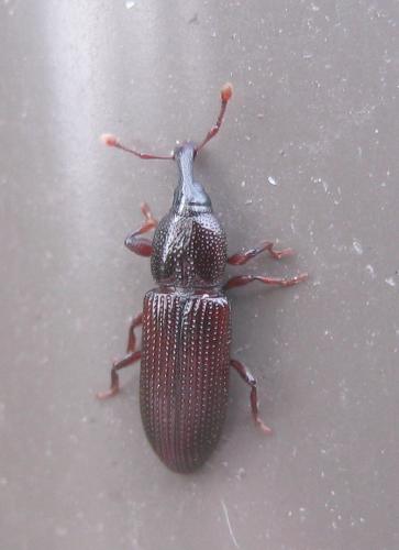 Cossonus sp.
