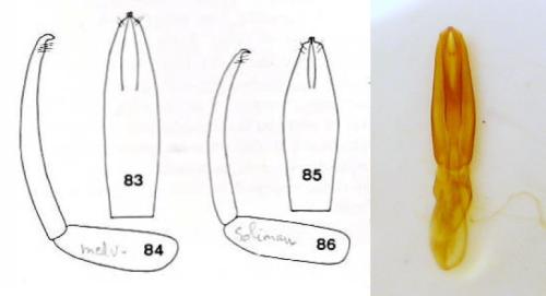 Réf. 321 322 : Cyclobacanius sp.