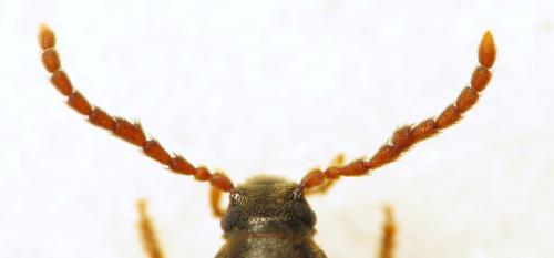 Réf. 321 904 : Hypulus quercinus