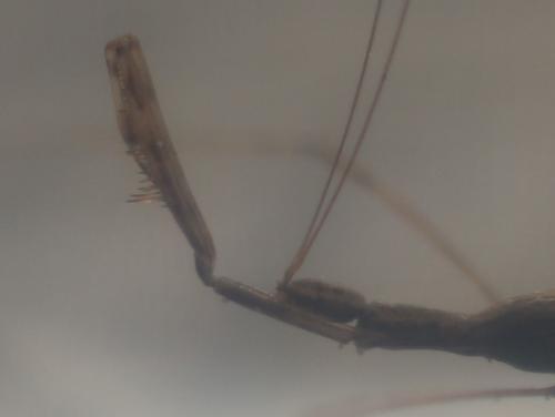 Réf. 321 469 : Metapterus linearis