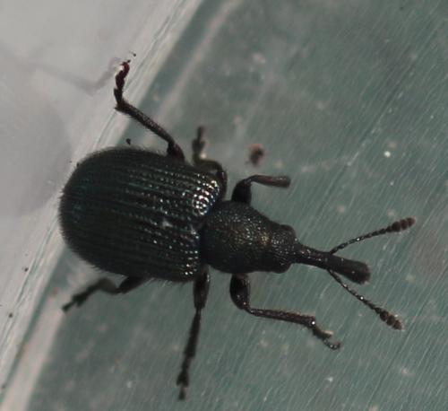 Neocoenorrhinus sp.