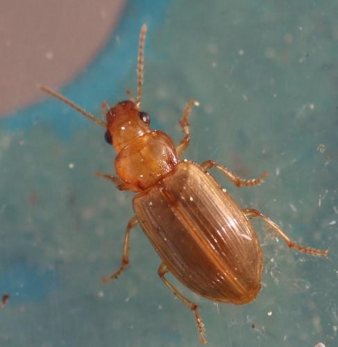 Réf. 321 235 : Bradycellus verbasci
