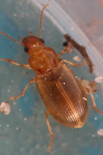 Réf. 321 293 : Bradycellus verbasci