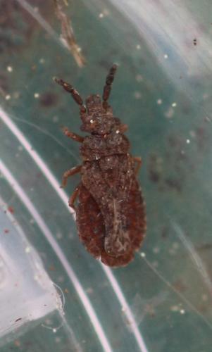 Réf. 321 300 : Aradus cinnamomeus