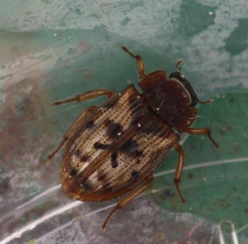 Réf. 321 639 : Helophorus rufipes
