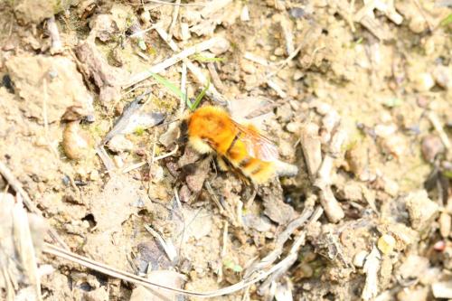 Bombus sp.
