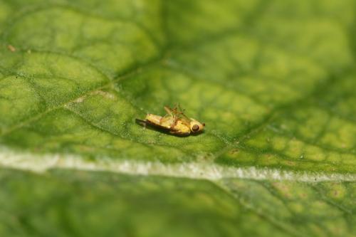 Réf. 321 881 : Chlorops sp.