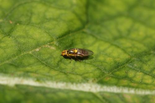 Chlorops sp.