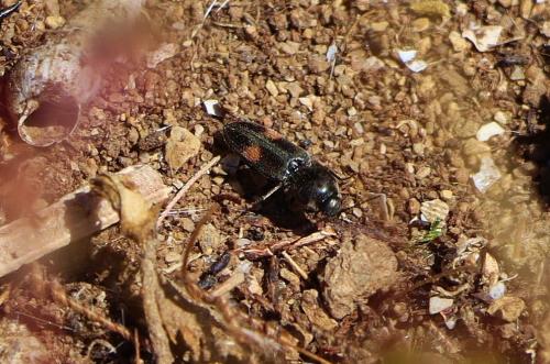Cardiophorus biguttatus