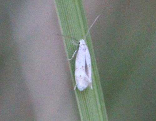 Elachista sp.
