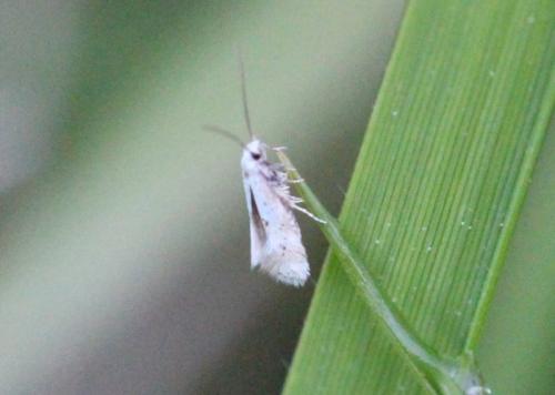 Elachista sp.
